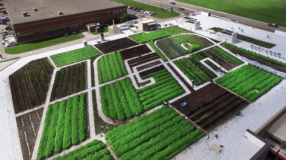 IGA Duchemin Family: the largest organic vegetable garden on a supermarket roof in Canada